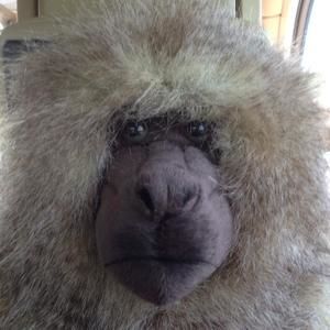 Meet your Posher, James